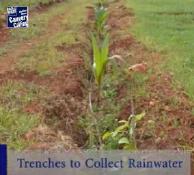 Unlocking the Potential of Rainwater Trenches for Farmers 