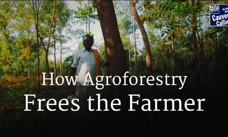 How Agroforestry Frees the Farmer