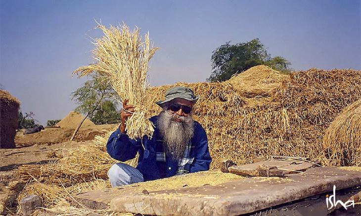 sadhguru-isha-wisdom-article-agriculture-can-be-the-next-economic-revolution-sadhguru-chaffing-wheat-kernels