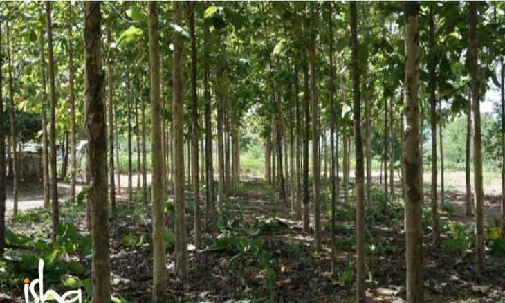Agro-Forestry: How Exactly Do Trees Help
