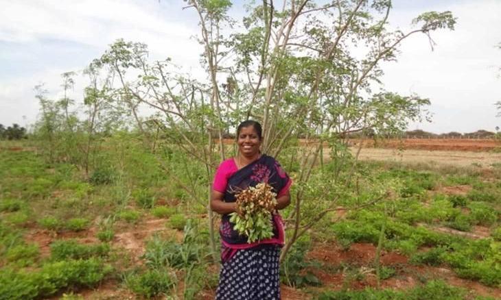 Indian Farmers Would Do Well To Invest In Agroforestry