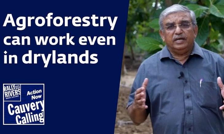 Cauvery-Calling-Agroforestry-can-work-even-in-dry-lands