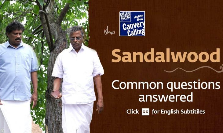 Sandalwood Cultivation - Common Questions Answered By Expert Farmer