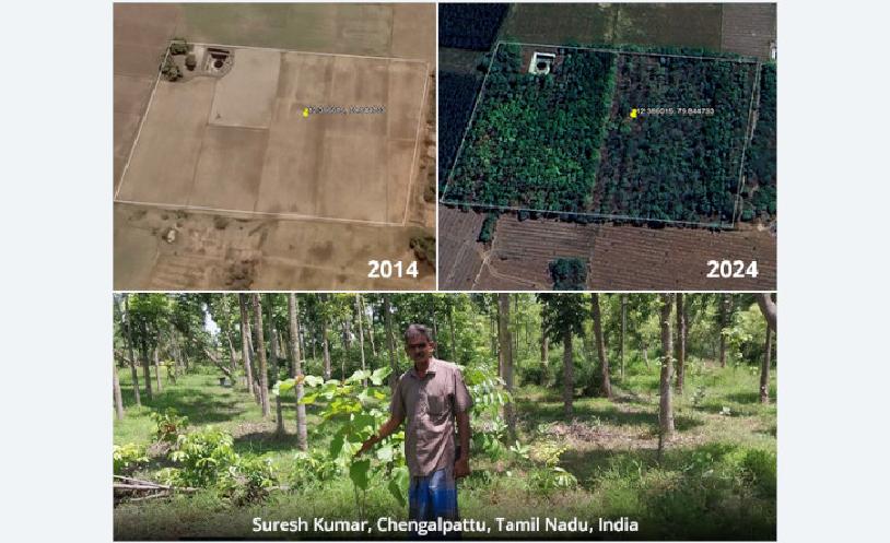 In 2013, Sureshkumar began planting trees just to make use of idle land. With guidance from Cauvery Calling, he shifted from a teak-only plan to a diverse mix of species suited to his soil—mahogany, Indian kino, red sanders, rosewood, and Indian portia. Today, 1,541 trees thrive on his once-barren land, and with 200 more added last year, his green investment could yield over ₹3 crore in the next decade, averaging ₹20,000 per tree.