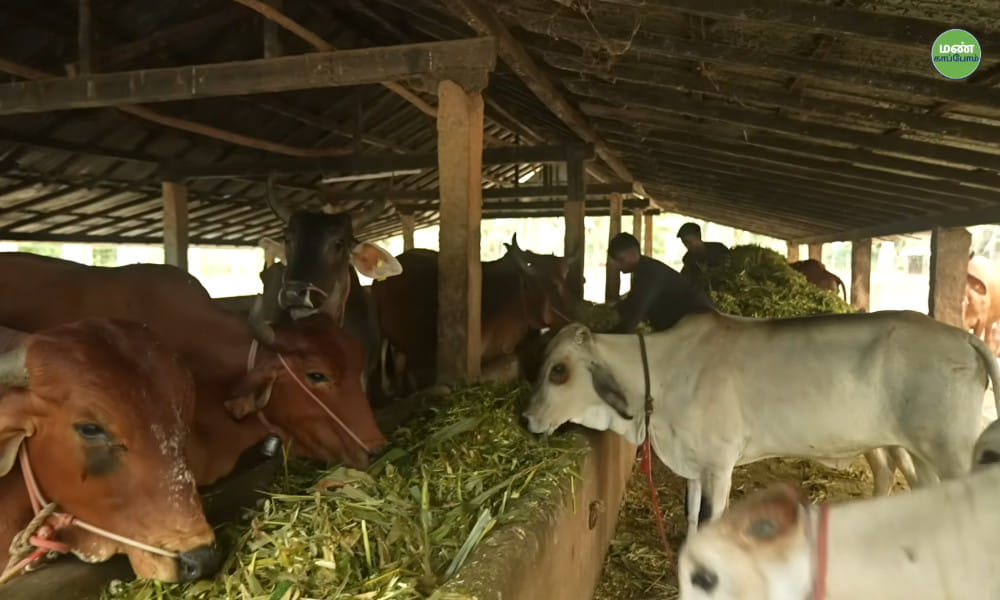 Native Cows | From Dentistry to Dairy: Sampath's 12-Year Journey in Zero-Budget Natural Farming