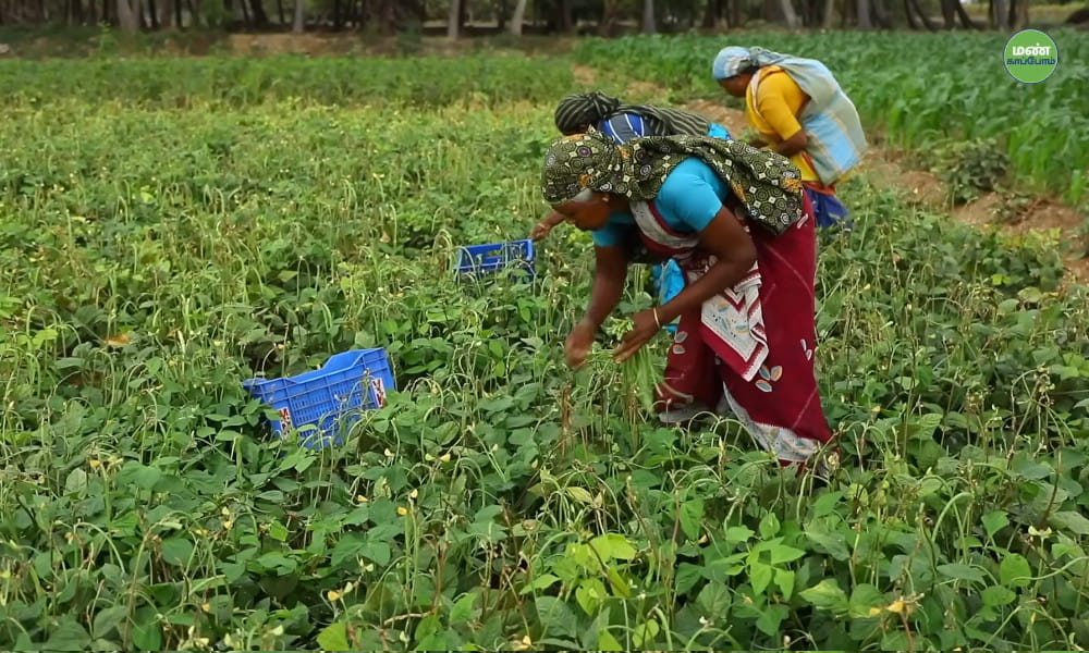 From Dentistry to Dairy: Sampath's 12-Year Journey in Zero-Budget Natural Farming