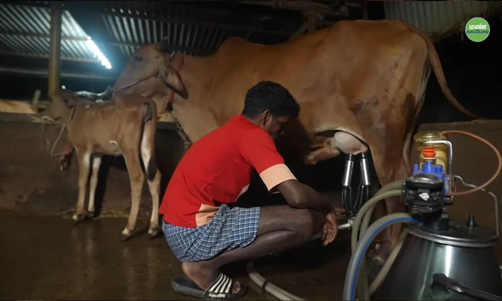 Native Cow Milk Produce | From Dentistry to Dairy: Sampath's 12-Year Journey in Zero-Budget Natural Farming
