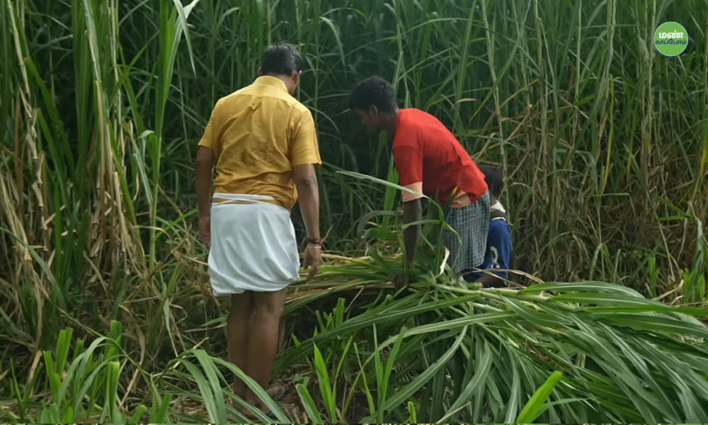 From Dentistry to Dairy: Sampath's 12-Year Journey in Zero-Budget Natural Farming