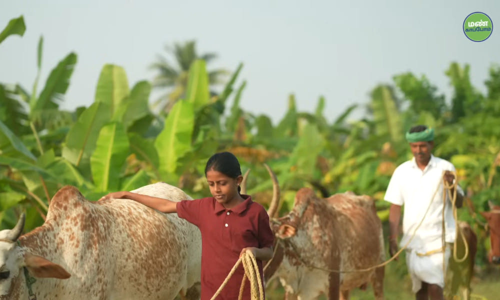 Thulasidasan's Journey: High Yields and Profits with Athur Kichili Samba and Natural Farming