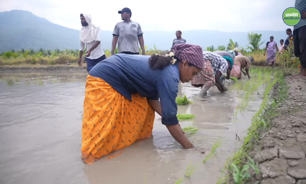 Thulasidasan's Journey: High Yields and Profits with Athur Kichili Samba and Natural Farming