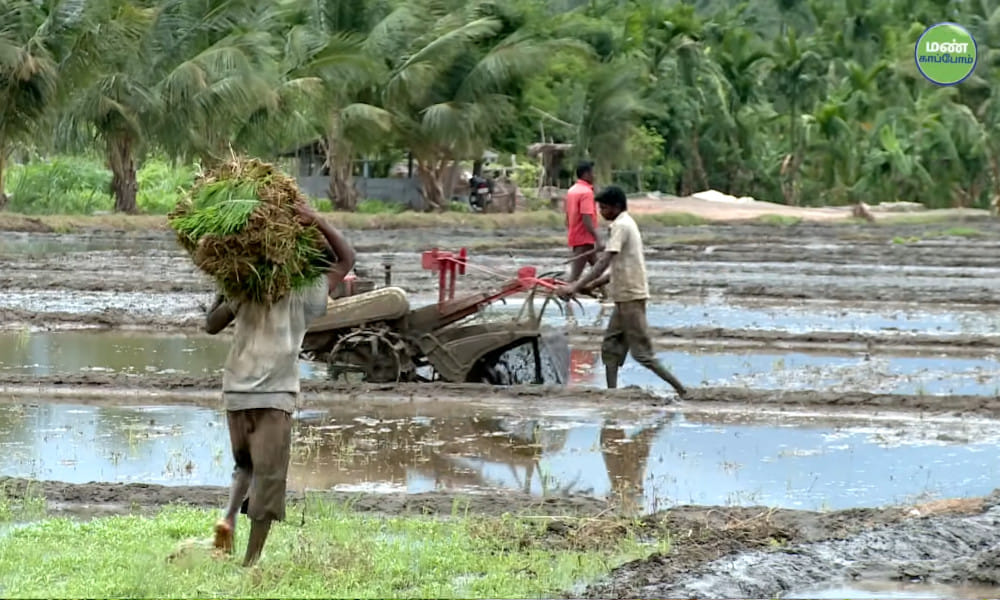 Thulasidasan's Journey: High Yields and Profits with Athur Kichili Samba and Natural Farming