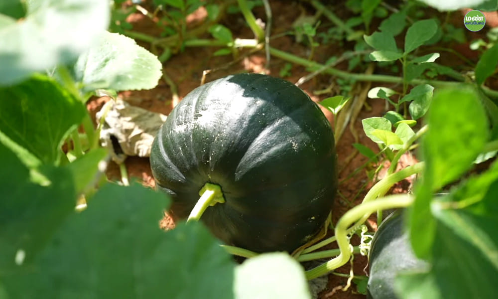 Farmer Koora Amasaiyappan Ramasamy | Ullavagam Six Year Journey Natural Farming