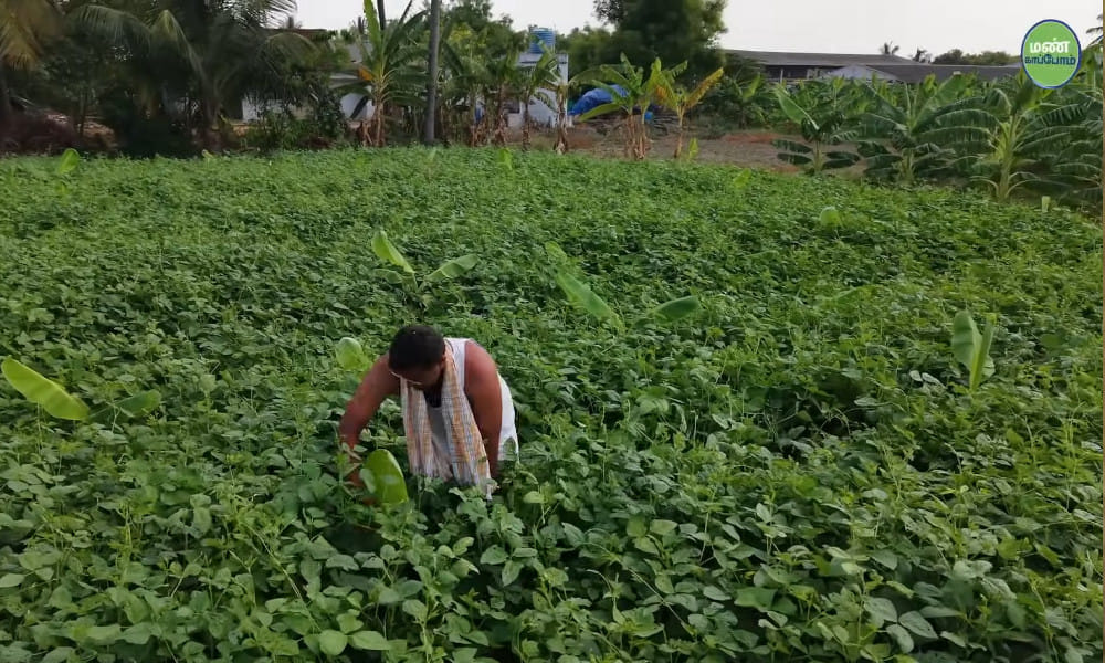 Save Soil Regeneration | Farmer Amarnath | Natural Farming Success Story
