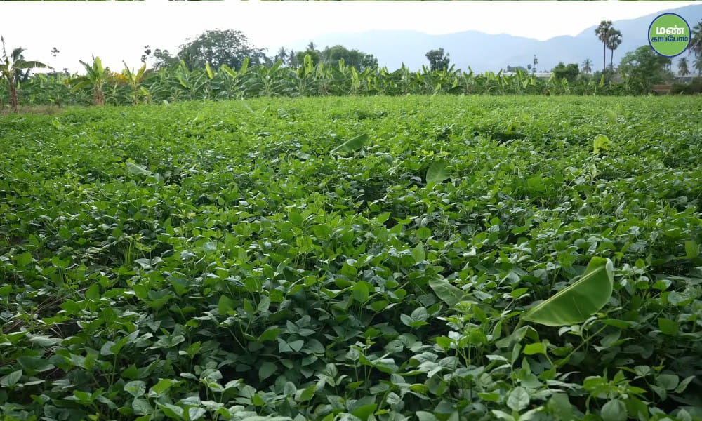 Save Soil Regeneration | Farmer Amarnath | Natural Farming Success Story