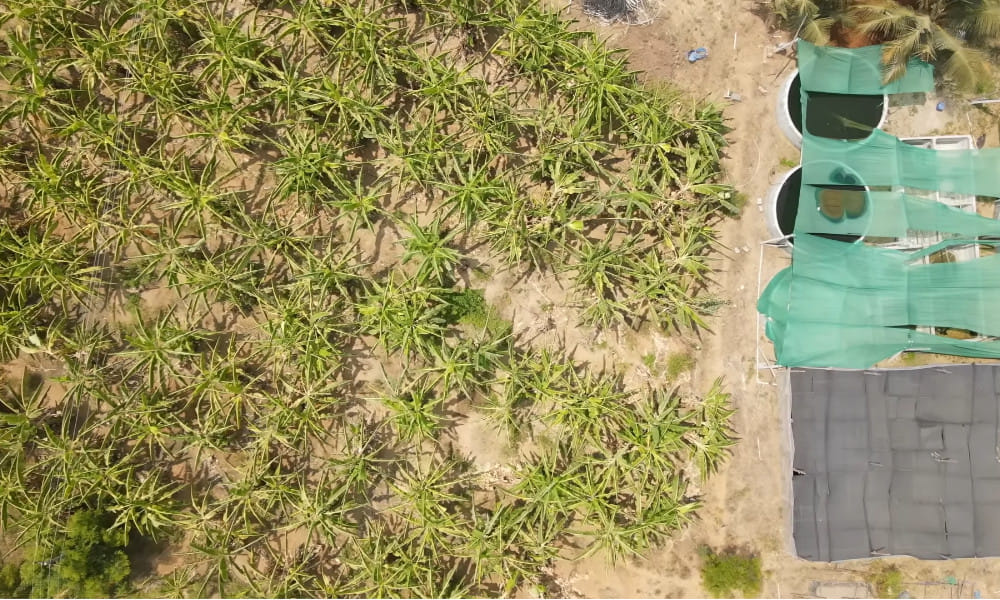 Nutrient-Enriched Water Setup | Natural Farmer Shanmuga Sundaram - Banana Farm
