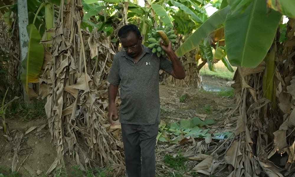 Raised Bed Banana Farm | Natural Farmer Shanmuga Sundaram