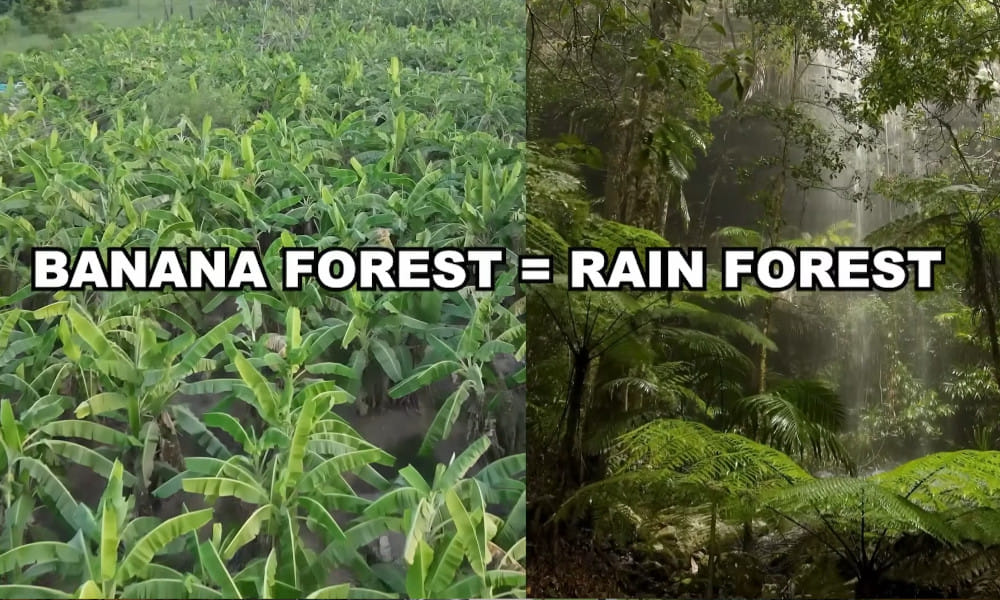 Raised bed Banana Farm mimics Rain Forest | Natural Farmer Shanmuga Sundaram