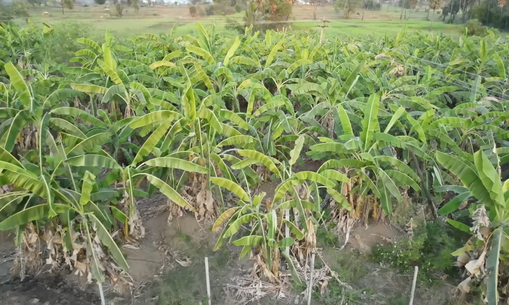 Natural Farmer Shanmuga Sundaram | Banana Farm