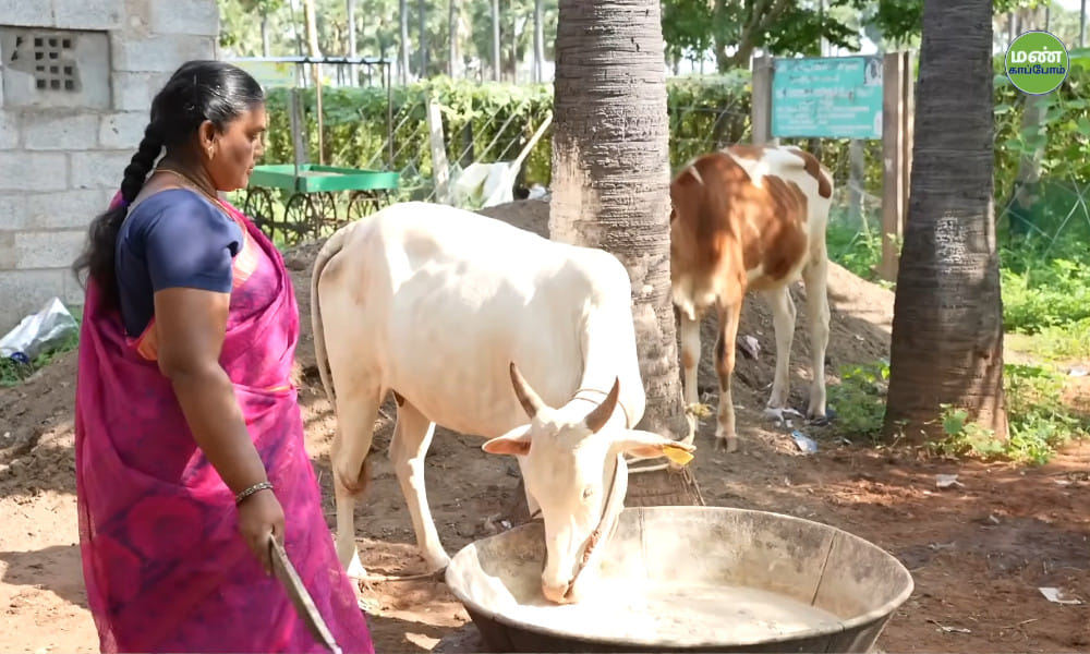 High-Yield Ridge Gourd Cultivation: Nagalingam&rsquo;s Success with High-Density Natural Farming