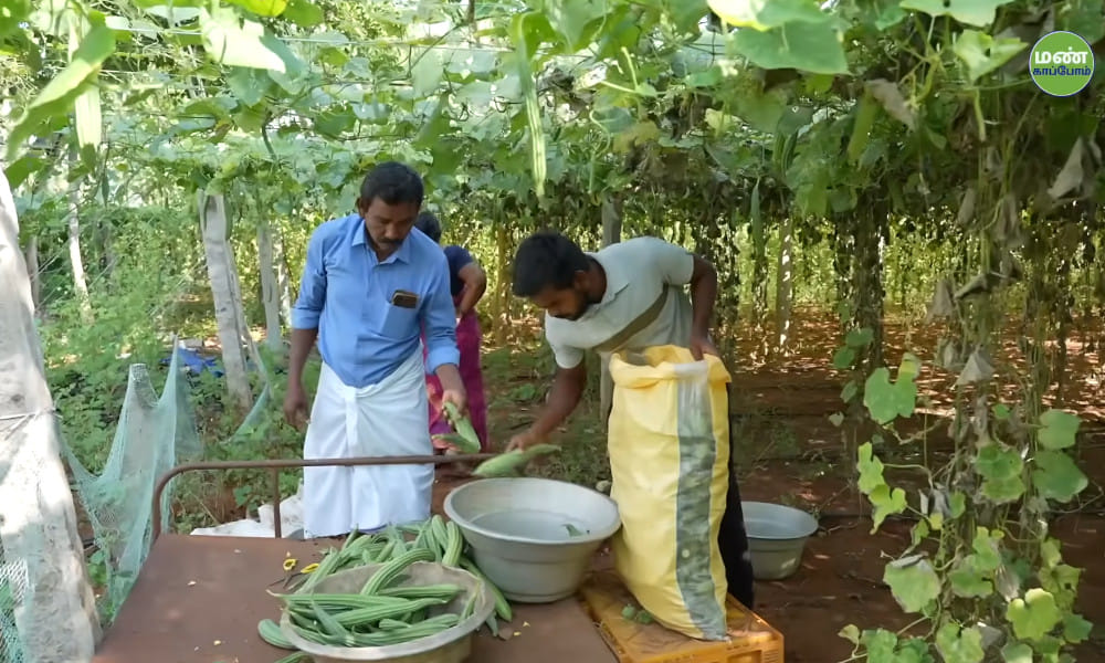 High-Yield Ridge Gourd Cultivation: Nagalingam&rsquo;s Success with High-Density Natural Farming