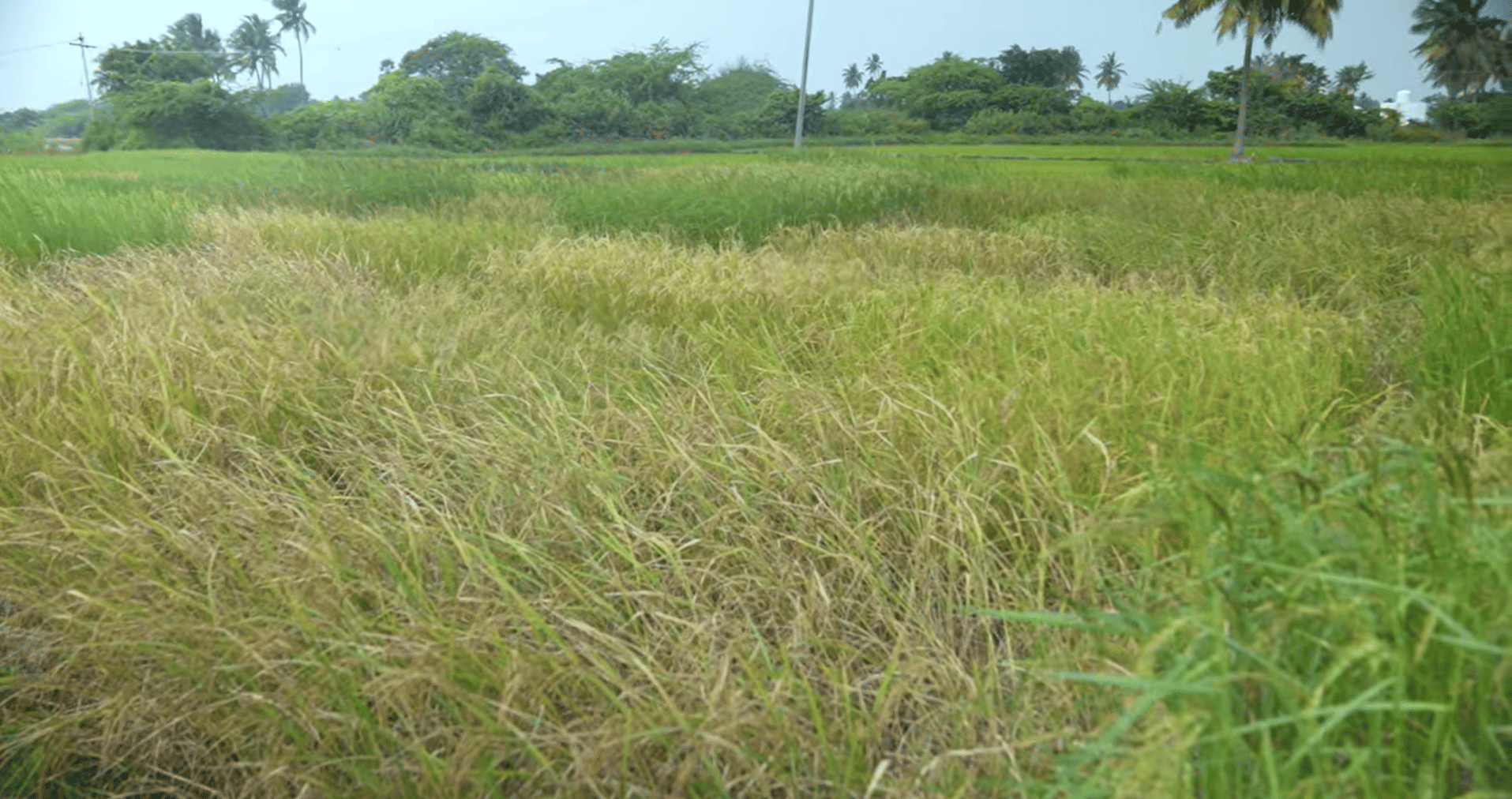 Reviving Heritage Rice: A Decade of Success in Natural Farming