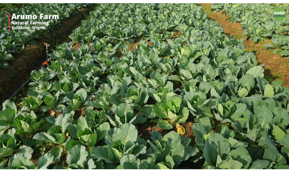 From Chemical Fertilizers to Natural Farming: Ramesh’s Success Story in the Nilgiris From Chemical Fertilizers to Natural Farming: Ramesh’s Success Story in the Nilgiris