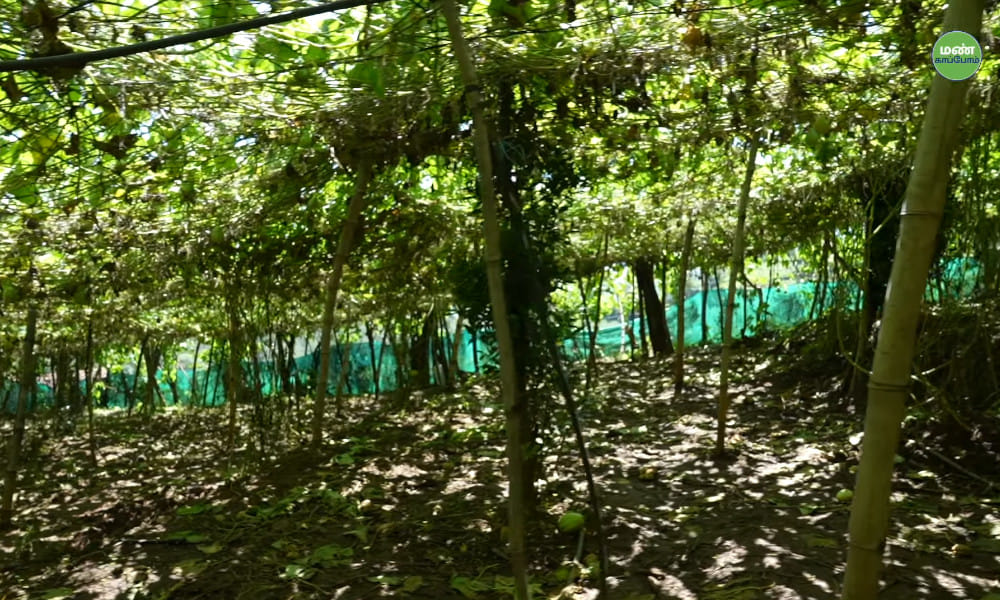 A Way of Life: Ilanchezhiyan’s Success with Natural Farming | Save Soil A Way of Life: Ilanchezhiyan’s Success with Natural Farming | Save Soil