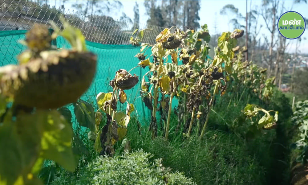 SaveSoil-Dream-to-Reality-Farmer-Dhanvishs-thriving-natural-farm-nilgiris-LaborataryWork