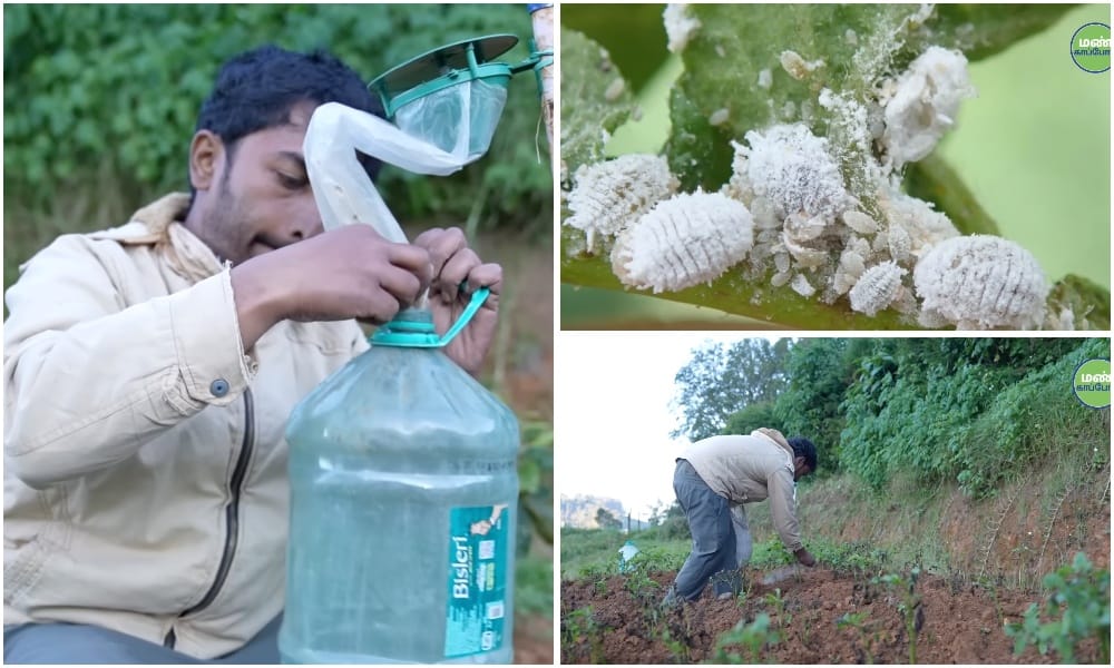SaveSoil-Dream-to-Reality-Farmer-Dhanvishs-thriving-natural-farm-nilgiris