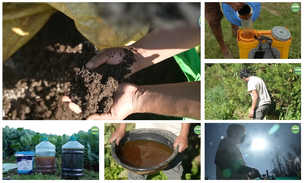 SaveSoil-Dream-to-Reality-Farmer-Dhanvishs-thriving-natural-farm-nilgiris