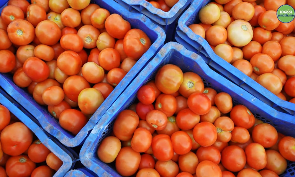 Save Soil | High-Yield Natural Tomato Cultivation at Isha Semmedu Farm