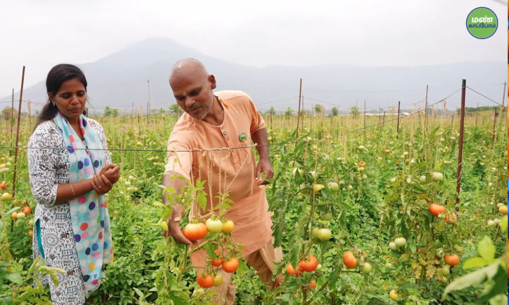 Save Soil | High-Yield Natural Tomato Cultivation at Isha Semmedu Farm