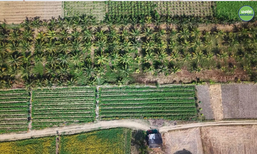 Save Soil | High-Yield Natural Tomato Cultivation at Isha Semmedu Farm