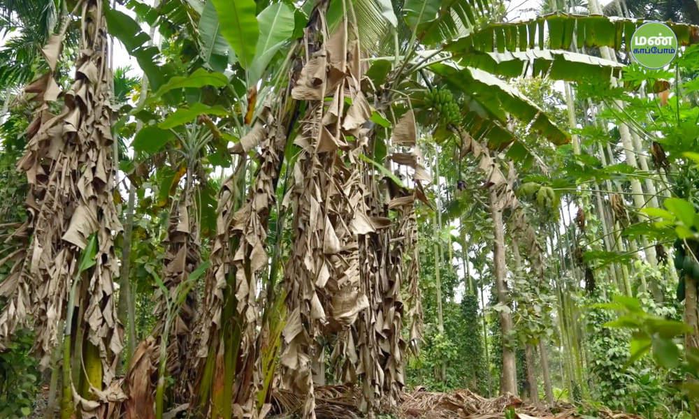 Farmer-Shri-Sivanananjaya-Balekayi-Natural-Farming-43years