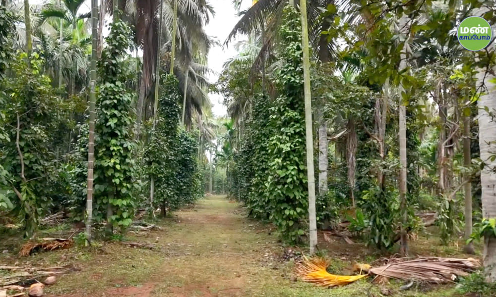 Farmer-Shri-Sivanananjaya-Balekayi-Natural-Farming-43years