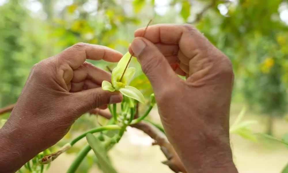 Farmer-Shri-Sivanananjaya-Balekayi-Natural-Farming-43years