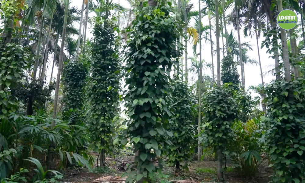 Farmer-Shri-Sivanananjaya-Balekayi-Natural-Farming-43years