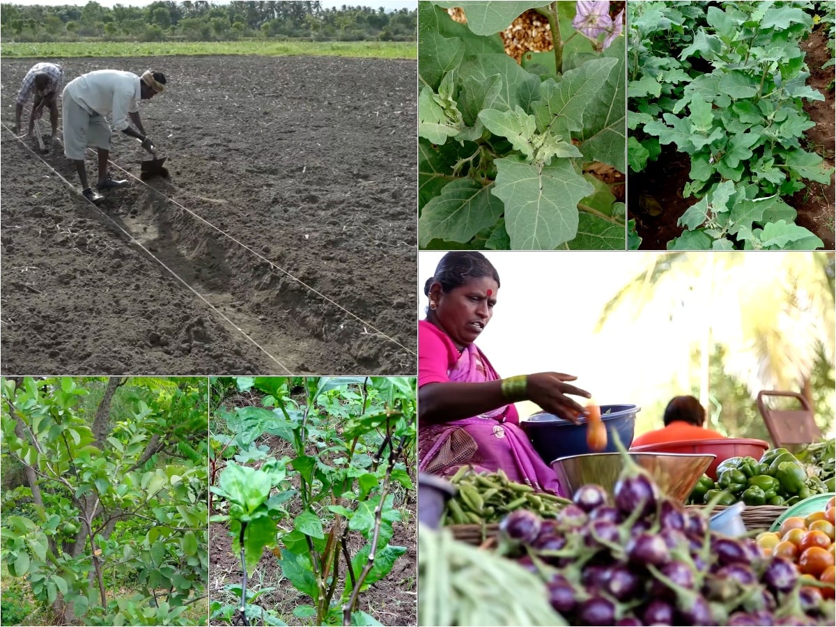 The Elavambadi Thorny Brinjal, Born Again: A Farmer’s Tribute to Ancient Farming