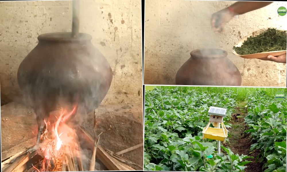 The Elavambadi Thorny Brinjal, Born Again: A Farmer’s Tribute to Ancient Farming